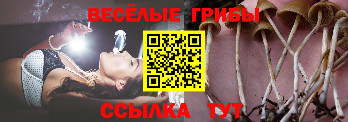 наркошоп  Галлюциногенные грибы GOLDEN TEACHER  Альметьевск  Псилоцибиновые грибы MAGIC MUSHROOMS 